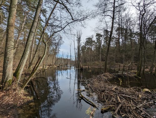 Von Borgsdorf nach Birkenwerder durchs Briesetal
