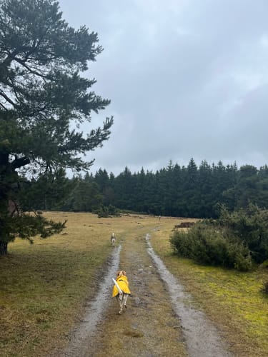 Bergheidenweg (Traumpfad)