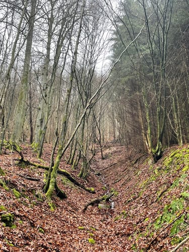 Waldlehrpfad Einruhr/Dedenborn