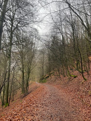Waldlehrpfad Einruhr/Dedenborn
