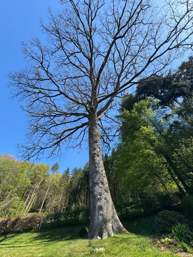 Seelbach Panoramawanderung