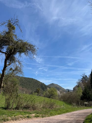 Dachs-Weg