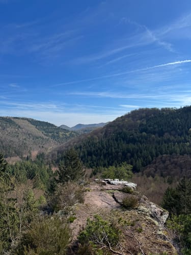 Dachs-Weg