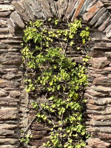 Von Zell zum Collis-Turm