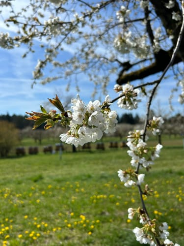 Kalchreuth Kirschblütenweg 2
