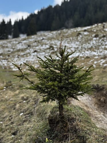 Hochriesbahn Mittelstation - Schmiedalm Rundwanderung