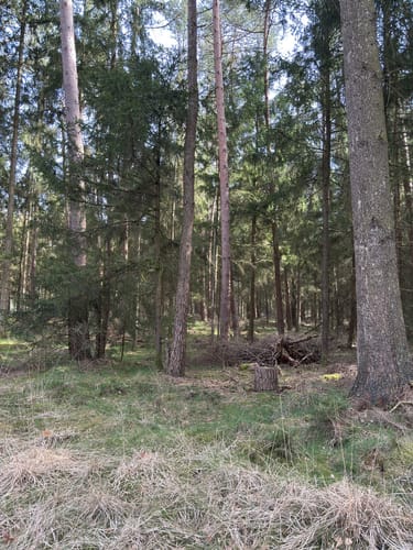 Schmidts Kiefern und Heidhofer Teiche