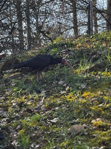 Durch den Tierpark Bad Mergentheim