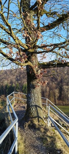 Von Herbrechtingen durchs Eselsburger Tal