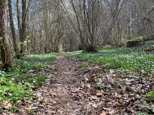 Plankenfels Rundwanderweg "Lochautalweg"
