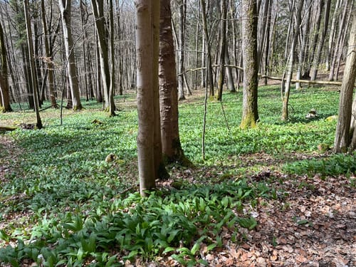 Plankenfels Rundwanderweg "Lochautalweg"