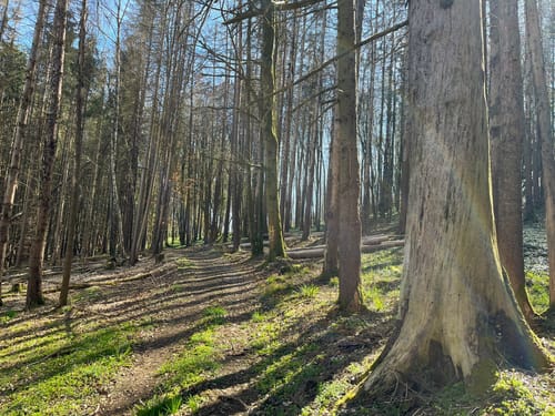 Plankenfels Rundwanderweg "Lochautalweg"