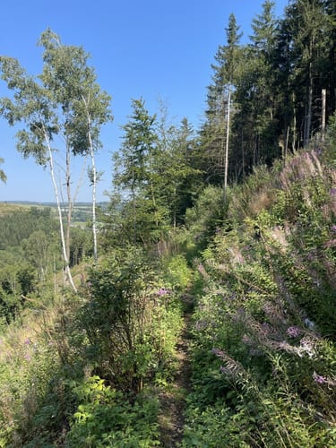 Wittgensteiner Schieferpfad (Premiumwanderweg)