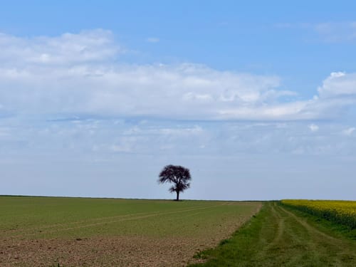 Hatzenporter Laysteig (Traumpfad)