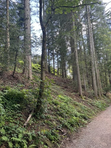 Tannenriesen (Premiumwanderweg)