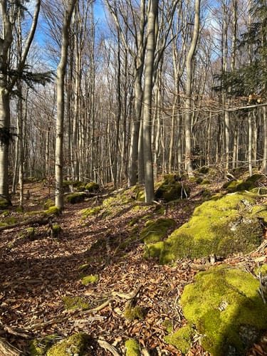 Von Morschreuth auf den Röthelfels