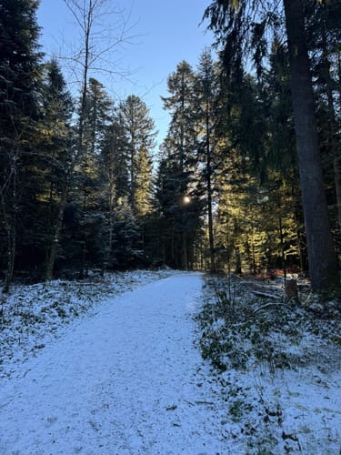 Tannenriesen (Premiumwanderweg)