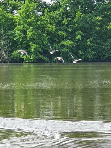 An den Teichen beim Bautzener Stausee