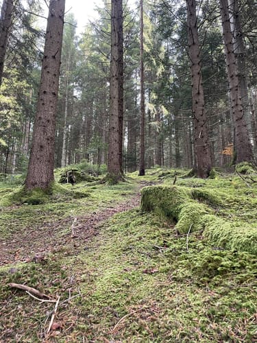 Waldpfad Groppertal (Premiumwanderweg)