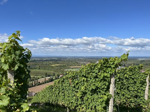 Durbacher Weinpanorama (Premiumwanderweg)