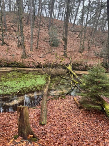 Schluchten und Moore am oberen Furlbach