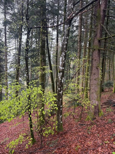 Fischerdobel ab Elzach