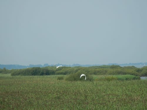 Wanderweg Dümmerdeich