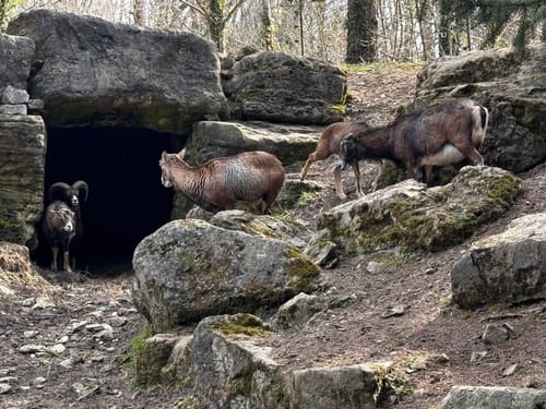 Durch den Tierpark Bad Mergentheim