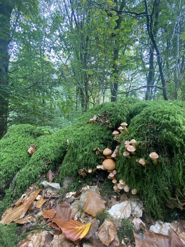 Mielberg-Petersberg-Rundweg