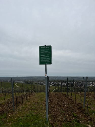 Ruine Scharfenstein und NSG Weihersberg bei Kiedrich ab Eltville