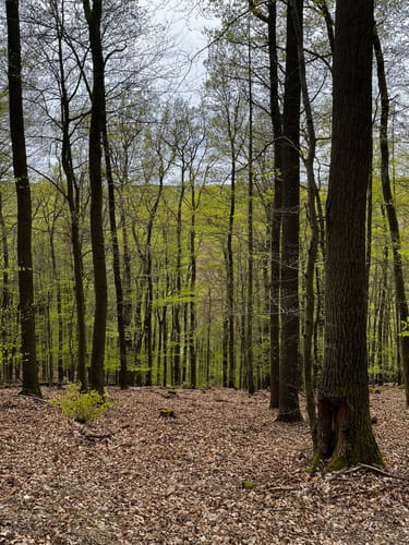 Ruine Scharfenstein und NSG Weihersberg bei Kiedrich ab Eltville