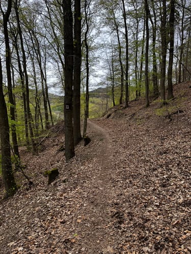 Ruine Scharfenstein und NSG Weihersberg bei Kiedrich ab Eltville