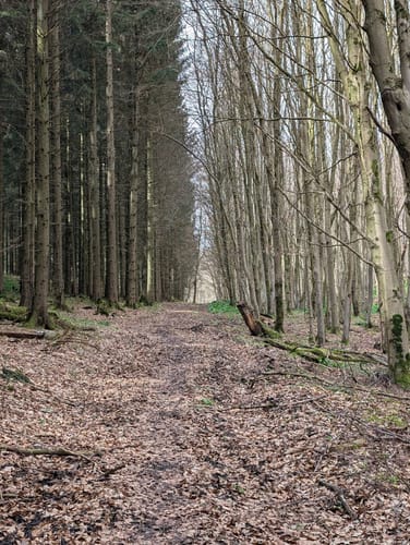 Bad Driburg: Waldwelten