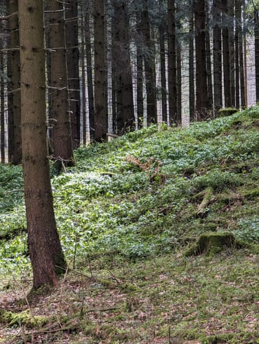 Bad Driburg: Waldwelten