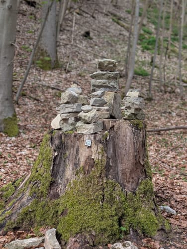 Bad Driburg: Waldwelten