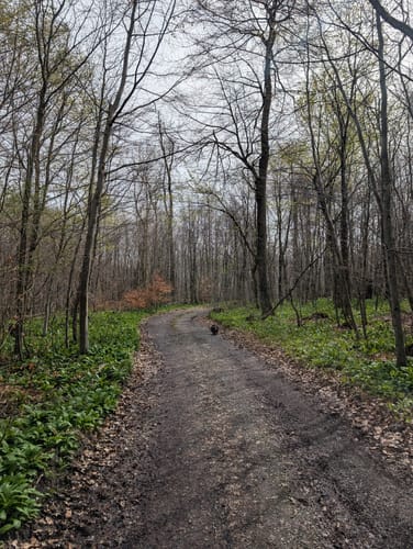 Bad Driburg: Waldwelten