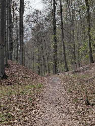 Bad Driburg: Waldwelten