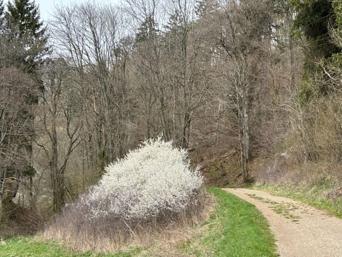 EifelSchleife Wildenburgsteig