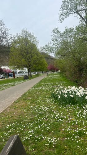 Von Metternich rundum der Mosel