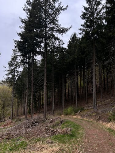 Rundwanderweg Dossenheim 3