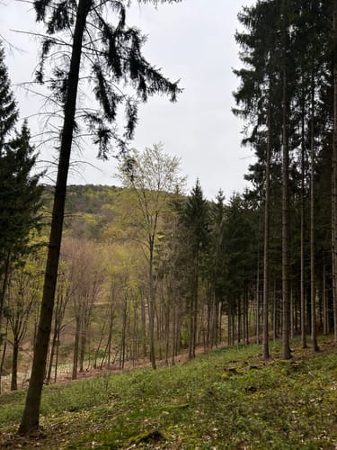 Rundwanderweg Dossenheim 3