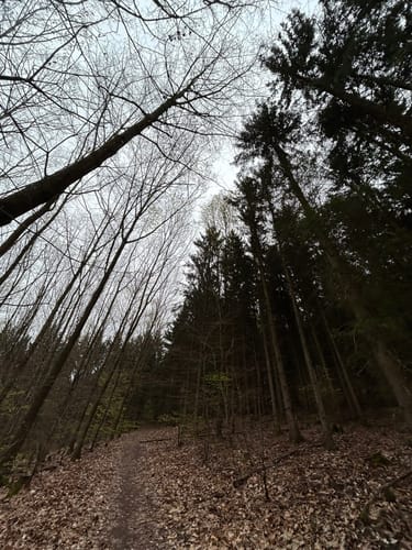 Rundwanderweg Dossenheim 3