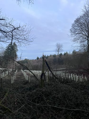 Von Kelkheim zum Großen Mannstein und der Luisenruhe