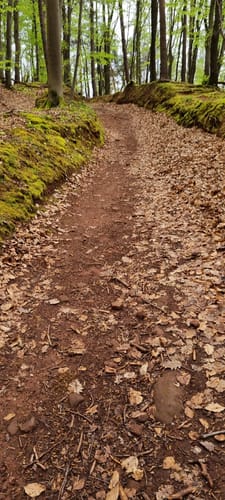 Annweilerer Burgenweg (Premiumwanderweg)