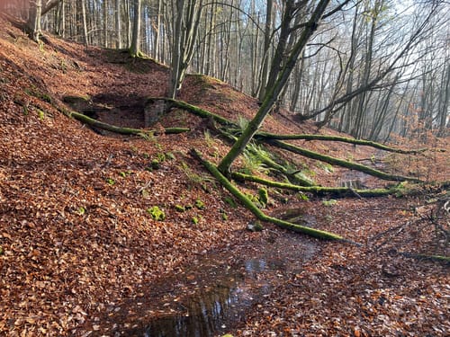 Vom Höcherbergturm um den Dörrberg