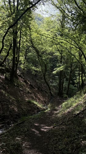 Premiumwanderpfad: Bergschluchtenpfad Ehrenburg