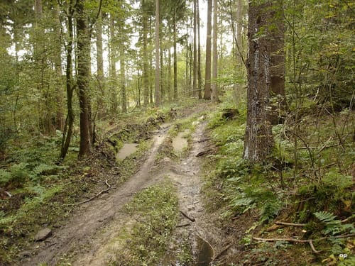 Auf dem Deister-Kamm von Springe nach Bantorf