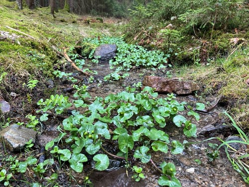Durchs Rehbachtal