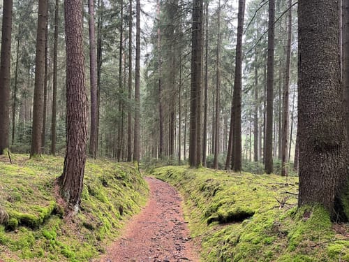 Durchs Rehbachtal