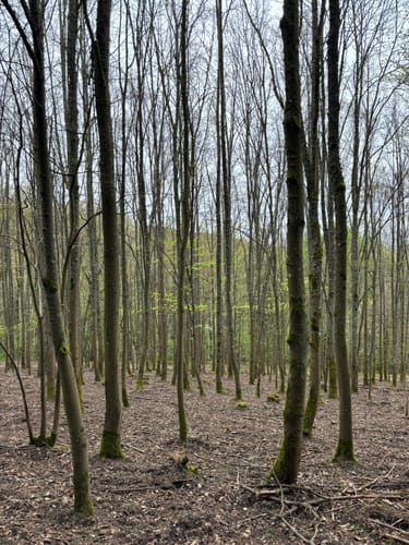 Rothenbühlsteig
